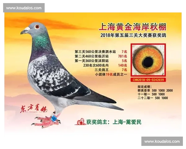 信鸽比赛流程详解从选鸽到比赛归巢的全过程分析